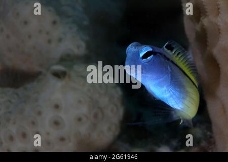 Rotes Meer imitiert Blenny (Ecsenius gravieri). Unterwasserwelt Korallenriff in der Nähe der Makadi Bay, Ägypten Stockfoto