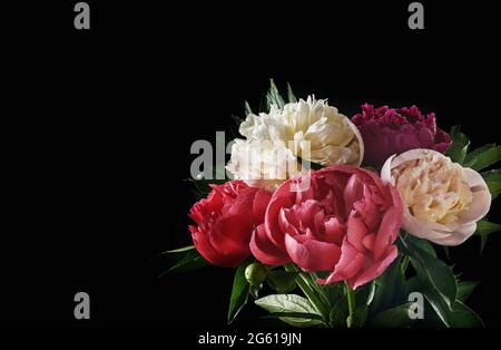 Schöner Blumenstrauß aus roten, rosa und weißen Pfingstrosen, isoliert auf schwarzem Hintergrund, Draufsicht, Kopierraum, flach liegend. Valentinstag, Hochzeit und Muttertag Stockfoto