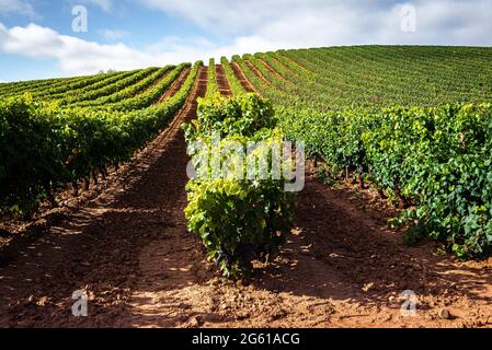 Weinberge im Oktober, La Rioja, Spanien Stockfoto