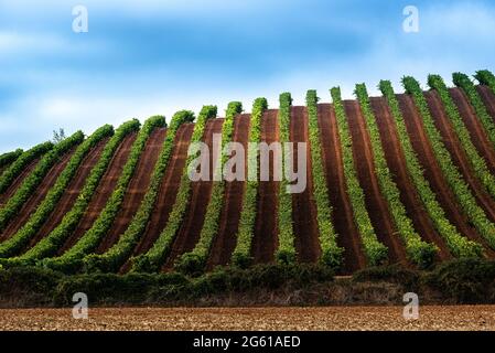 Weinberge im Oktober, La Rioja, Spanien Stockfoto