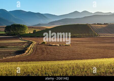 Weinberge mit dem Berg San Lorenzo im Hintergrund, La Rja, Spanien Stockfoto