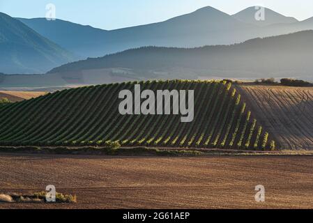 Weinberge mit dem Berg San Lorenzo im Hintergrund, La Rja, Spanien Stockfoto