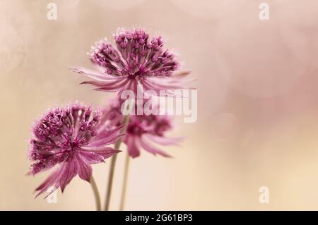 Makroblumen ( Astrantia Star of Fire ) . Rosa Blumen auf pastellfarbenem Bokeh-Hintergrund. Unscharfer heller Hintergrund. Blumen in Taufläufen Stockfoto