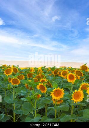 Feld blühender Sonnenblumen am frühen Morgen im California Central Valley, USA, im Frühsommer. Stockfoto