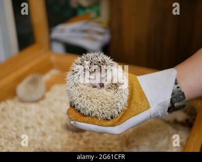 Ein Igel schläft in einem Handschuh Stockfoto