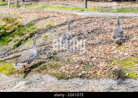 Drei Greylag-Gänse oder Anser anser mit zwei gelben Kindern, die auf den trockenen Blättern eines Hügels zwischen Bäumen ducken, Frühlingstag im Paleispark Kroon Stockfoto