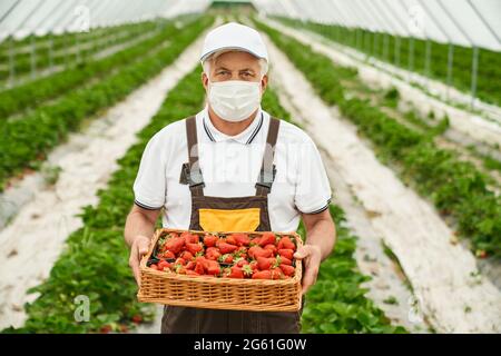 Vorderansicht des Senior Farmers in Uniform und medizinischer Maske, die am Gewächshaus mit Korb voller frisch gepflückter Erdbeeren steht. Konzept von Menschen und Gartenarbeit. Stockfoto