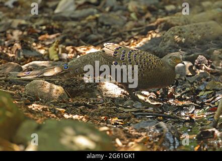 Grauer Pfauenfaasant (Polyplrctron bicalcaratum bicalcaratum), erwachsener Mann, der im Waldpool Kaeng Krachen NP, Thailand, trinkt Februar Stockfoto