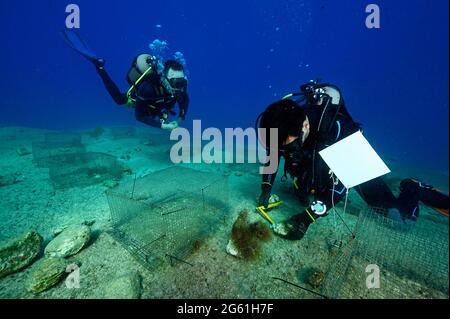 Meeresbiologen experimentieren mit dem Beweidungsdruck invasiver Rabbitfish auf Makroalgenarten in türkisch-mediterranen felsigen Küstenhabitaten. Stockfoto