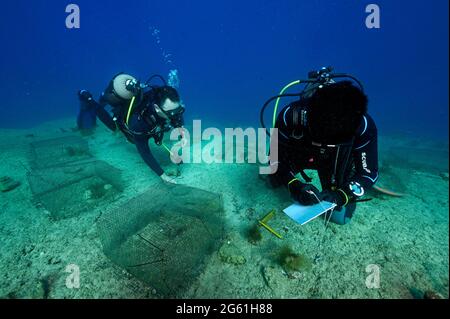 Meeresbiologen experimentieren mit dem Beweidungsdruck invasiver Rabbitfish auf Makroalgenarten in türkisch-mediterranen felsigen Küstenhabitaten. Stockfoto