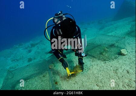 Meeresbiologen experimentieren mit dem Beweidungsdruck invasiver Rabbitfish auf Makroalgenarten in türkisch-mediterranen felsigen Küstenhabitaten. Stockfoto