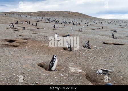 Pinguinkolonie auf der Insel Isla Magdalena in der Magellanstraße, Chile Stockfoto
