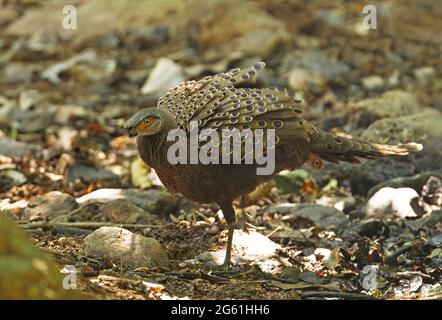 Grauer Pfauenfaasant (Polyplrctron bicalcaratum bicalcaratum), erwachsenes Männchen mit Federn, die Kaeng Krachen NP, Thailand, aufgeflüpft sind Februar Stockfoto