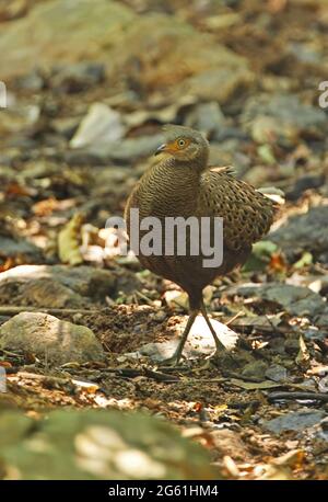 Grauer Pfauenfaasant (Polyplrctron bicalcaratum bicalcaratum) Erwachsener Mann beim Wandern im Wald Kaeng Krachen NP, Thailand Februar Stockfoto