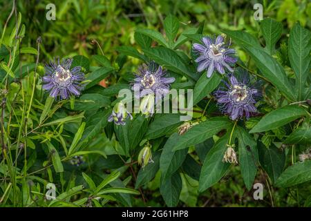 Mehrere violette Passionsblumen, die sich vollständig geöffnet an einer Weinrebe mit einigen Knospen und großem grünen Laub im Freien entlang eines Pfades im Wald auf einer sonnigen da aufwuchsen Stockfoto