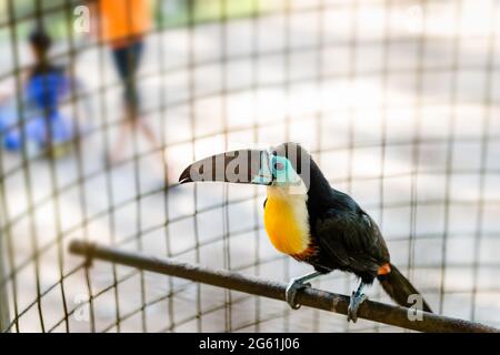 Toucan tropischer Vogel in Gefangenschaft eingekerkalten bedrohten Arten schöne seltene Jungvögel lokalen Trinidad und Tobago Zoo Stockfoto