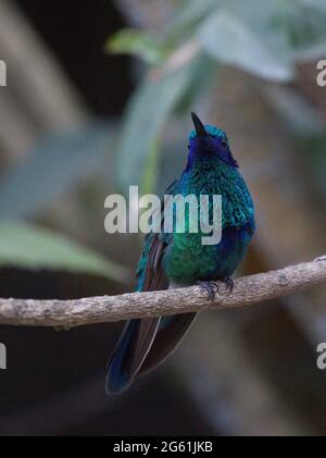 Nahaufnahme des Blaugrünen Kolibris (Trochilidae), der auf dem Zweig Otavalo, Ecuador, steht Stockfoto