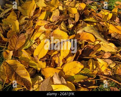 Laubfall, Blätter vom Walnussbaum im Herbst in der Abendsonne Stockfoto