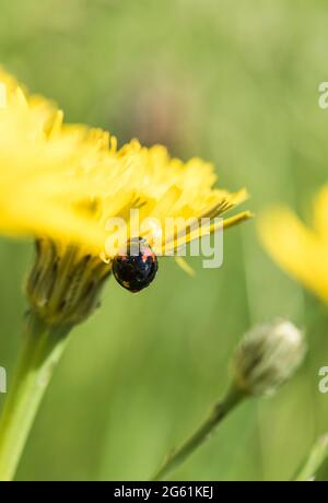 Harlekin Ladybird (Harmonia axyridis concisua) Stockfoto