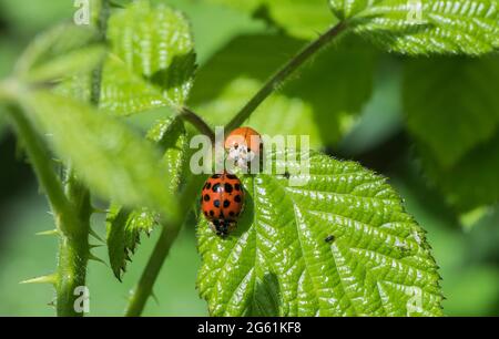 Harlekin Ladybird (Harmonia axyridis concisua) Stockfoto