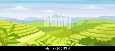 Grüner Tee Plantage Landschaft Vektor Illustration, Cartoon flache ländliche Ackerland Felder, terrassenförmig Hügel mit Grün und Berg am Horizont, asiatisch Stock Vektor