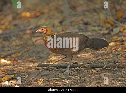Rotes Junglevowl (Gallus gallus spadiceus) erwachsenes Weibchen, das auf dem Waldboden in der Nähe von Kaeng Krachan, Thailand, steht Januar Stockfoto