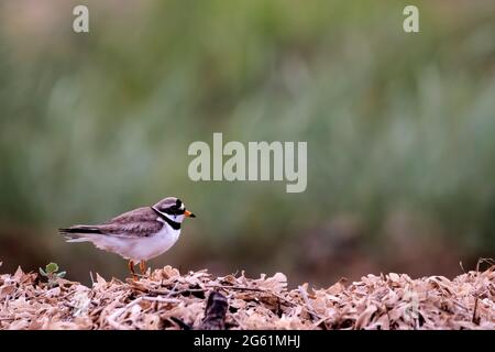 Ringelpfeifer, Charadrius hiaticula, steht an der Gezeitenlinie am Strand von Snettisham, Norfolk. Stockfoto