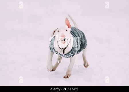 Lustige Junge Englische Bull Terrier Bullterrier Welpen Hund Spielen Laufen Im Freien In Schnee Schneeverwehung. Wintersaison. Verspielte Haustiere Im Freien Stockfoto