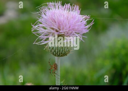 europäische Gartenspinne auf der purpurnen Distelblume von texas Stockfoto