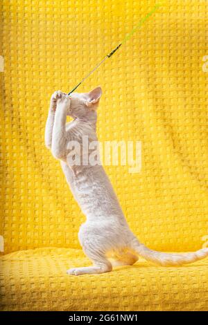 Devon Rex Kätzchen Kitty Spielt Mit Feder Spielzeug. Kurzhaarige Katze der englischen Rasse auf gelber Plaid Hintergrund. Kurzhaar-Pet Cat Stockfoto