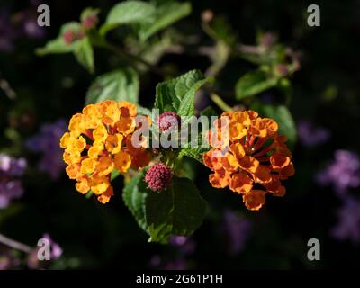 Nahaufnahme der schönen orangefarbenen lantana-Blumen. Stockfoto