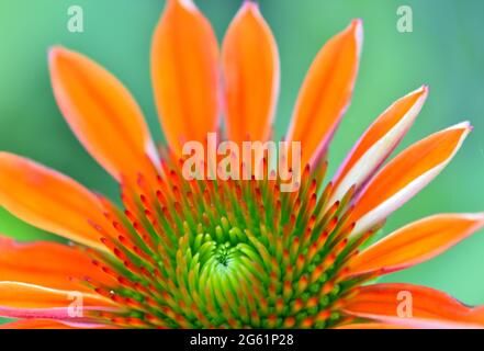 Nahaufnahme einer Sombrero Adobe Orange Coneflower (Echinacea), die einen wunderschönen Mittelteil von Blüten mit roten, orangen und grünen Farben zeigt. Stockfoto
