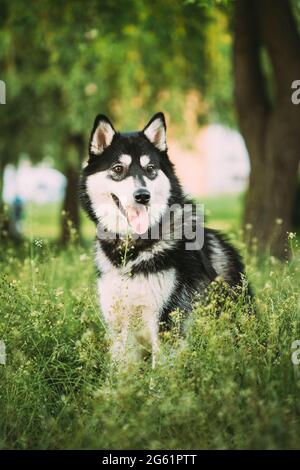 Husky Dog Sitzen Im Sommer Greeen Grass. Lustige Schöne Haustier Hund Stockfoto