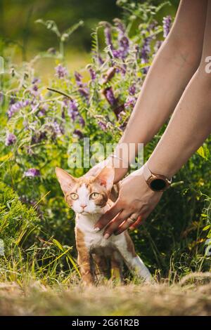 Lustige Junge Rote Ingwer Devon Rex Kitten In Grün Gras Und Sommerblumen. Kurzhaarige Katze der englischen Rasse. Besitzerin Frau streichelte Katze Kätzchen, Kitty Stockfoto