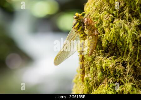 Makroaufnahme einer goldberingten Libelle (Cordulegaster boltonii), die sich mausiert Stockfoto