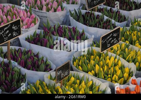 Kopenhagen / Dänemark  28.Januar 2017 - Blumenhändler verkauft Tulpenblumen bei christianhavn torv . Foto. Francis Joseph Dean/Deanpictures. Stockfoto