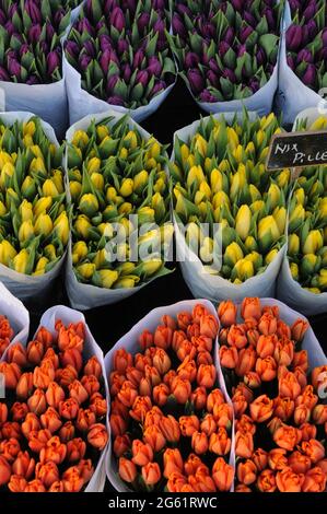 Kopenhagen / Dänemark  28.Januar 2017 - Blumenhändler verkauft Tulpenblumen bei christianhavn torv . Foto. Francis Joseph Dean/Deanpictures. Stockfoto