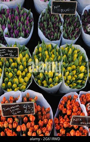 Kopenhagen / Dänemark  28.Januar 2017 - Blumenhändler verkauft Tulpenblumen bei christianhavn torv . Foto. Francis Joseph Dean/Deanpictures. Stockfoto