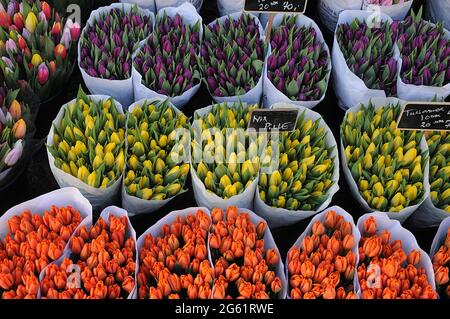 Kopenhagen / Dänemark  28.Januar 2017 - Blumenhändler verkauft Tulpenblumen bei christianhavn torv . Foto. Francis Joseph Dean/Deanpictures. Stockfoto