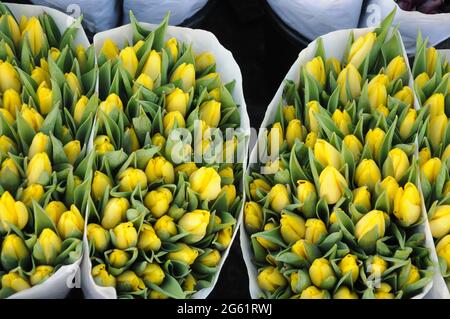 Kopenhagen / Dänemark  28.Januar 2017 - Blumenhändler verkauft Tulpenblumen bei christianhavn torv . Foto. Francis Joseph Dean/Deanpictures. Stockfoto