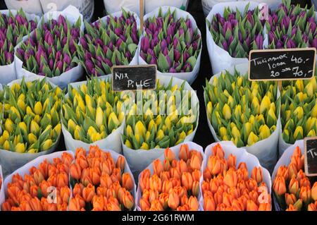 Kopenhagen / Dänemark  28.Januar 2017 - Blumenhändler verkauft Tulpenblumen bei christianhavn torv . Foto. Francis Joseph Dean/Deanpictures. Stockfoto