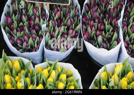 Kopenhagen / Dänemark  28.Januar 2017 - Blumenhändler verkauft Tulpenblumen bei christianhavn torv . Foto. Francis Joseph Dean/Deanpictures. Stockfoto