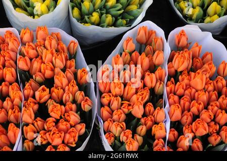 Kopenhagen / Dänemark  28.Januar 2017 - Blumenhändler verkauft Tulpenblumen bei christianhavn torv . Foto. Francis Joseph Dean/Deanpictures. Stockfoto