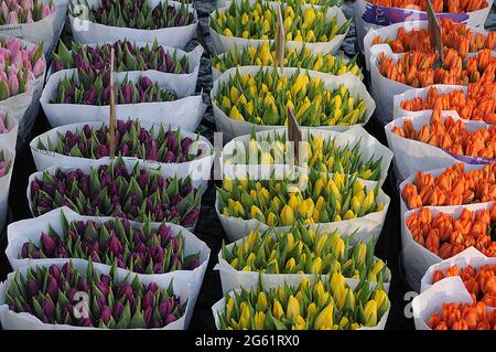 Kopenhagen / Dänemark  28.Januar 2017 - Blumenhändler verkauft Tulpenblumen bei christianhavn torv . Foto. Francis Joseph Dean/Deanpictures. Stockfoto