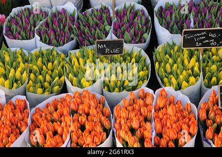 Kopenhagen / Dänemark  28.Januar 2017 - Blumenhändler verkauft Tulpenblumen bei christianhavn torv . Foto. Francis Joseph Dean/Deanpictures. Stockfoto