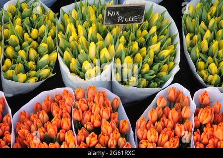 Kopenhagen / Dänemark  28.Januar 2017 - Blumenhändler verkauft Tulpenblumen bei christianhavn torv . Foto. Francis Joseph Dean/Deanpictures. Stockfoto