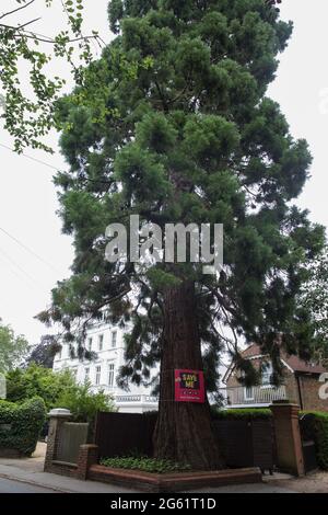 Datchet, Großbritannien. Juli 2021. Ein Banner für die Save Datchet Tree Kampagne ist auf einem Wellingtonia oder Giant Sequoia (Sequoiadendron giganteum) Baum abgebildet. Anwohner und Stadträte haben sich dafür eingesetzt, den Baum zu retten, der vermutlich 150-175 Jahre alt ist und in das alte Bauminventar des Woodland Trust aufgenommen wurde, da ein Antrag auf Entfernung durch die Eigentümer eines angrenzenden Grundstücks gestellt wurde. Obwohl der Royal Borough of Windsor and Maidenhead aufgrund einer Absenkungsproblem die Genehmigung für seine Entfernung erteilt hat, werden alternative Lösungen weiterhin von den Parteien geprüft Stockfoto