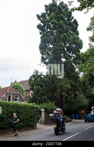 Datchet, Großbritannien. Juli 2021. Ein Wellingtonia- oder Riesenmammutbaum (Sequoiadendron giganteum). Anwohner der Kampagne „Datchet-Baum retten“ und Stadträte haben sich dafür eingesetzt, den Baum zu retten, der vermutlich 150-175 Jahre alt ist und in das alte Bauminventar des Woodland Trust aufgenommen wurde, da ein Antrag auf Entfernung durch die Eigentümer eines angrenzenden Grundstücks gestellt wurde. Obwohl der Royal Borough of Windsor and Maidenhead aufgrund einer Absenkungsproblem die Genehmigung für seine Entfernung erteilt hat, werden alternative Lösungen von den beteiligten Parteien weiterhin geprüft. Kredit: Mark Stockfoto