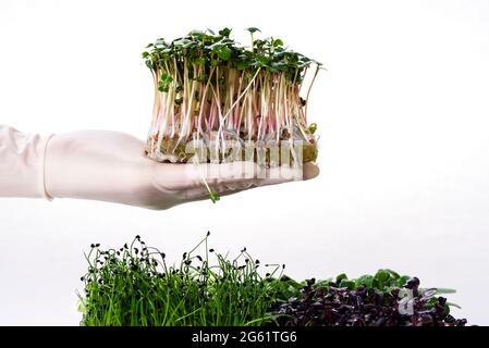 Mikrogrün von Rettich auf einem wachsenden Substrat auf einer Handfläche mit Handschuhen. Microgreens verschiedener Sorten. Mikrogrün von Rettich, Sonnenblume, Erbse, Zwiebel und Stockfoto