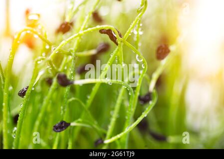 Microgreens auf weißem Hintergrund. Zwiebelsprossen auf weißem Hintergrund in Nahaufnahme. Microgreen-Konzept Stockfoto